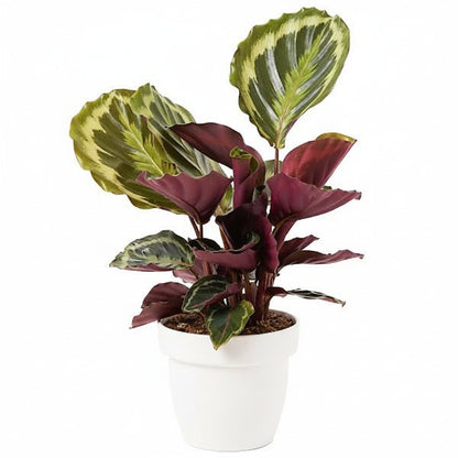Calathea Medallion, Peacock Plant – image 3