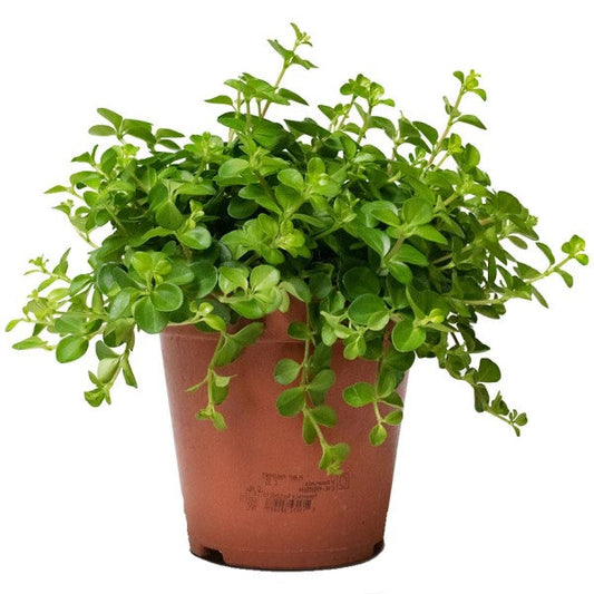 Peperomia Rotundifolia, Hope, Trailing Jade Plant – image 2