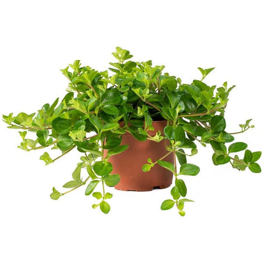 Peperomia Rotundifolia, Hope, Trailing Jade Plant – image 1