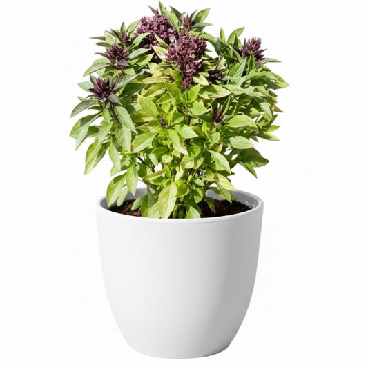 Rehan Herb, Persian Basil, Ocimum Basilicum – image 2