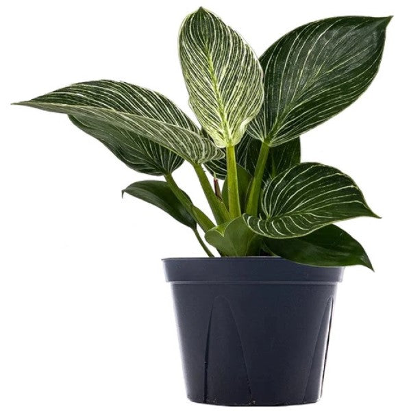 Philodendron Birkin – image 3