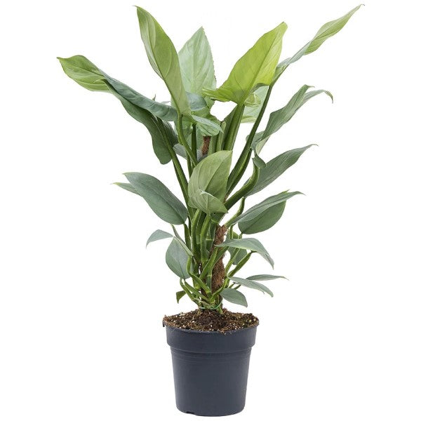 Philodendron Silver Queen – image 2
