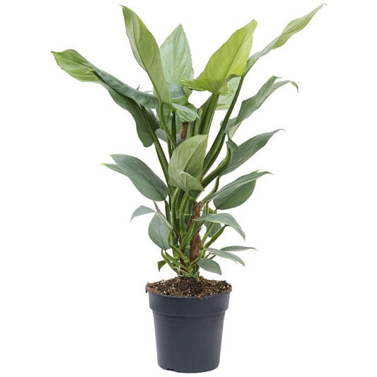 Philodendron Silver Queen – image 2