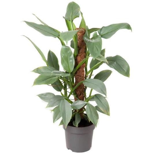Philodendron Silver Queen – image 1