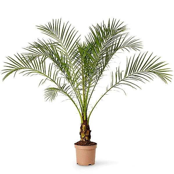 Phoenix Roebelenii, Miniature Date Palm, Dwarf Pygmy Date palm – image 2