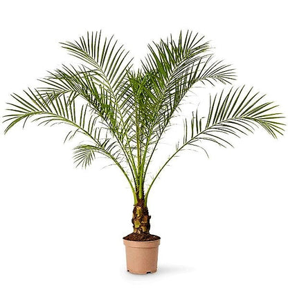 Phoenix Roebelenii, Miniature Date Palm, Dwarf Pygmy Date palm – image 2