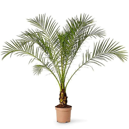 Phoenix Roebelenii, Miniature Date Palm, Dwarf Pygmy Date palm – image 2