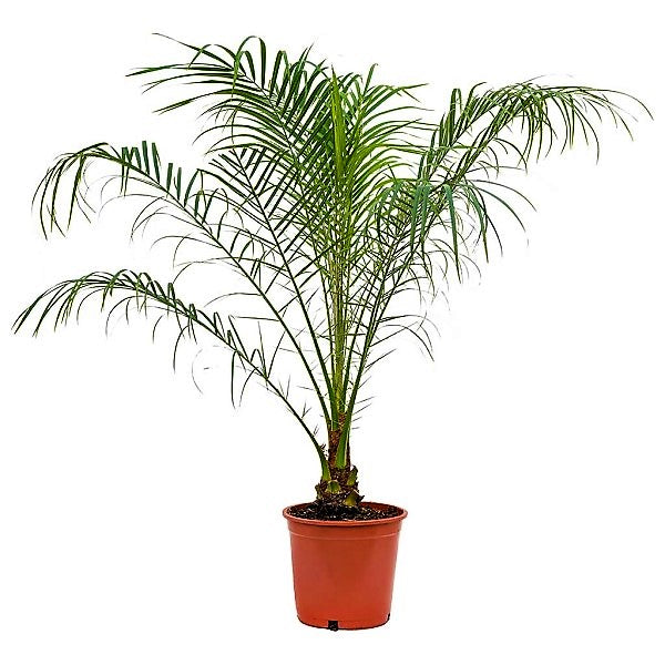 Phoenix Roebelenii, Miniature Date Palm, Dwarf Pygmy Date palm – image 3