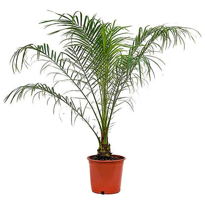 Phoenix Roebelenii, Miniature Date Palm, Dwarf Pygmy Date palm – image 3