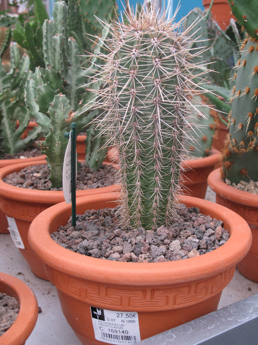 Blue Torch Cactus (Pilosocereus pachycladus) | صبار الشعلة الزرقاء
