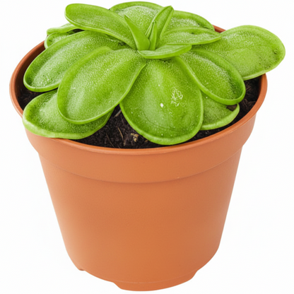 Butterworts , Sarracenia pinguicula – image 1