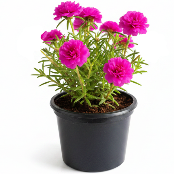 Rose Moss, Portulaca Grandiflora – image 10