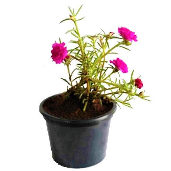 Rose Moss, Portulaca Grandiflora – image 6