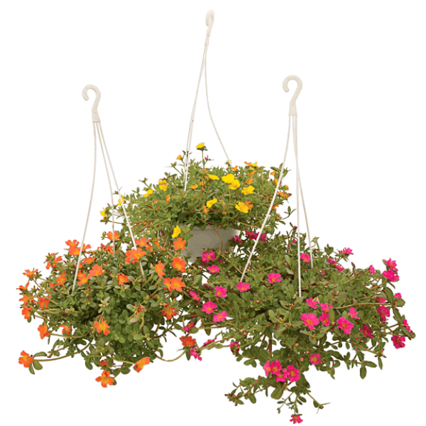 Rose Moss, Portulaca Grandiflora – image 8