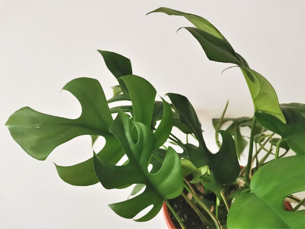 Rhaphidophora tetrasperma Mini Monstera - Large - Image 5