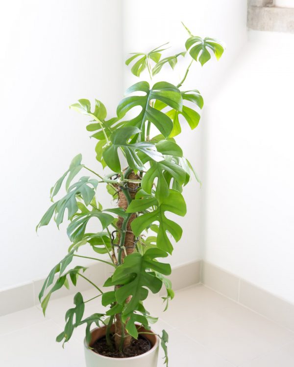 Rhaphidophora tetrasperma Mini Monstera - Large - Image 3