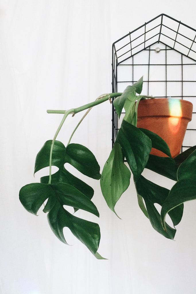 Rhaphidophora tetrasperma Mini Monstera - Medium - Approx. 40 cm - Primary image