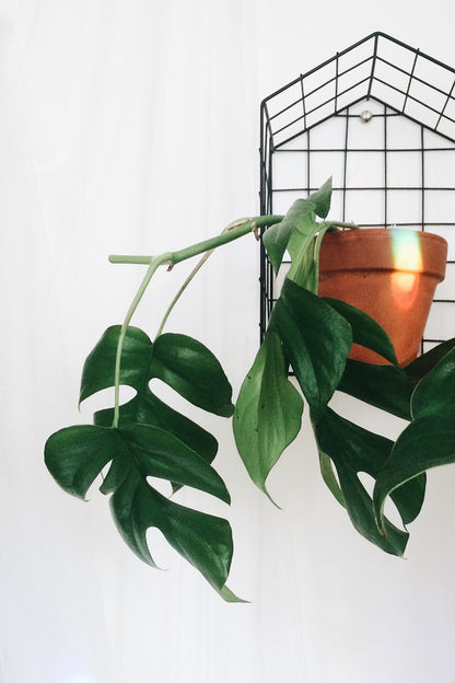 Rhaphidophora tetrasperma Mini Monstera - Medium - Approx. 40 cm - Primary image