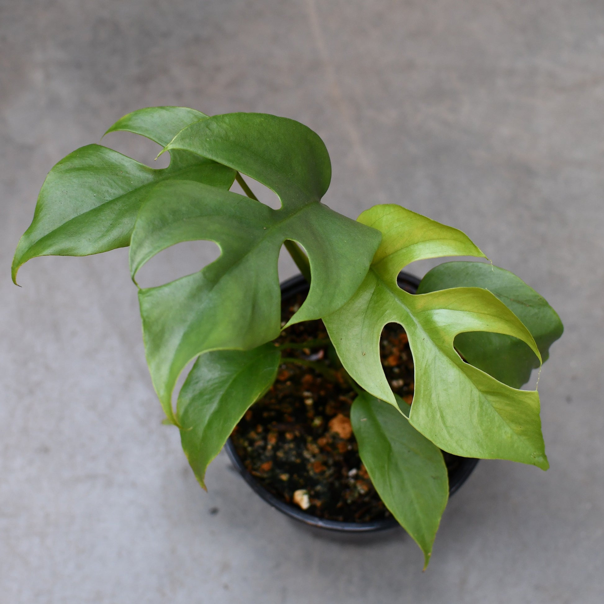 Rhaphidophora tetrasperma Mini Monstera - Small - Image 4