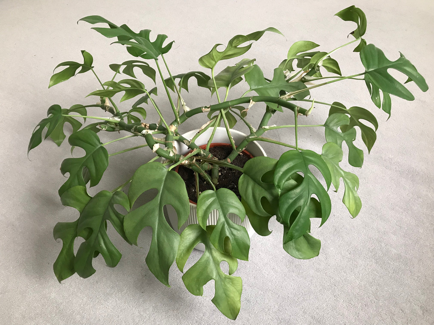Rhaphidophora tetrasperma Mini Monstera - Large - Image 4