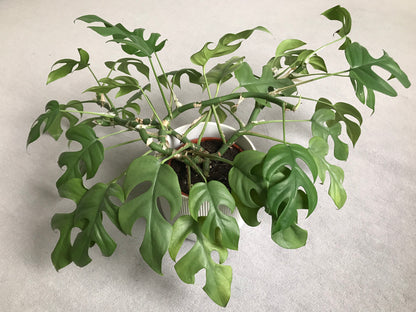 Rhaphidophora tetrasperma Mini Monstera - Large - Image 4