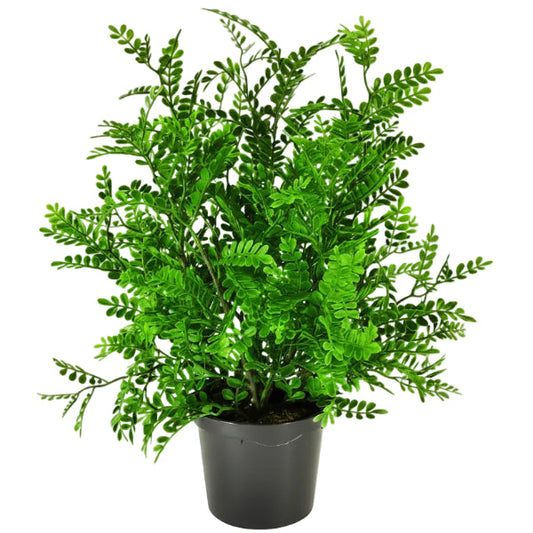 Lemon Pepper Plant, Zanthoxylum Odorum – image 1