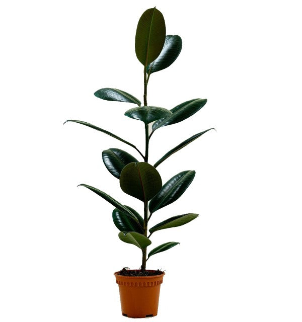 Ficus elastic Abidjan, Rubber Plant – image 12