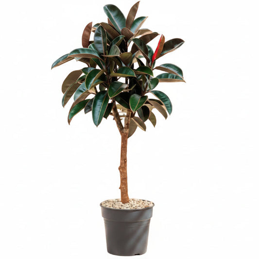 Rubber Plant - Ficus Elastica – Green Plants