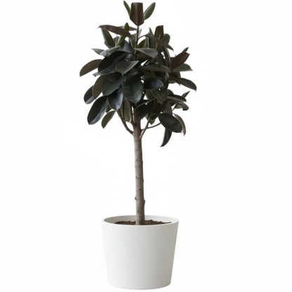 Ficus elastic Tree, Rubber Plant Tree – image 7