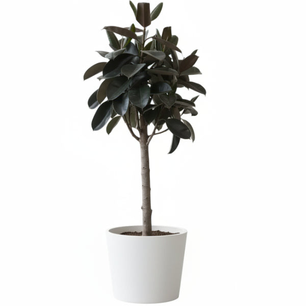 Rubber Plant - Ficus Elastica – Green Plants