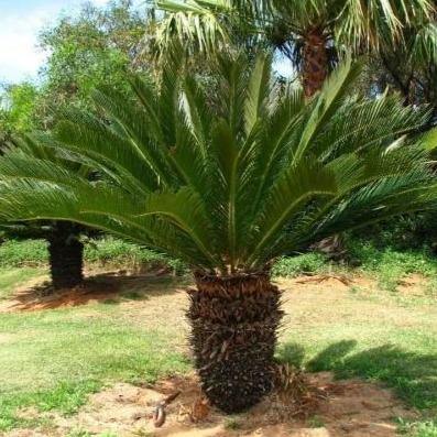 Cycas Revoluta, Sago Palm, outdoor – image 6