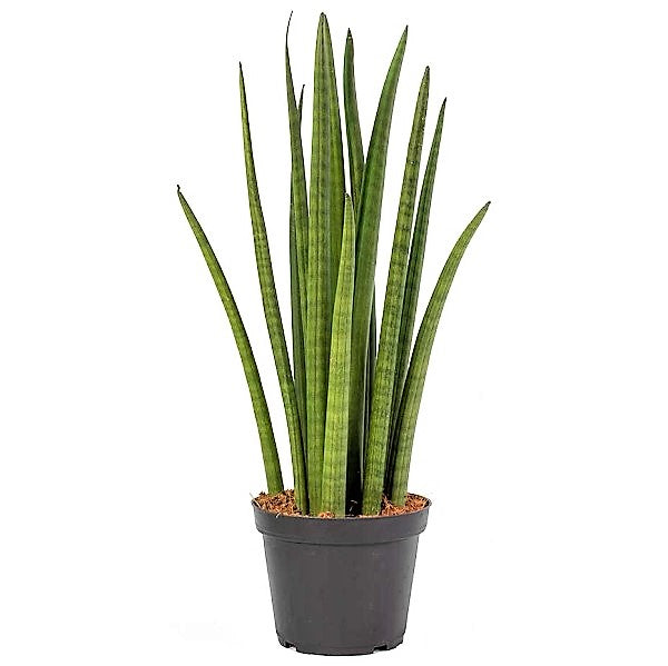 Sansevieria Cylindrica Skyline, Sansevieria Desertii – image 3
