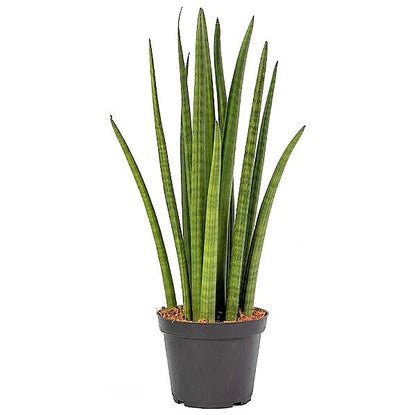 Sansevieria Cylindrica Skyline, Sansevieria Desertii – image 3