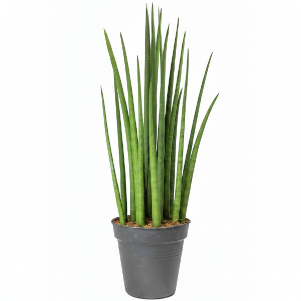 Sansevieria Cylindrica Skyline, Sansevieria Desertii – image 1