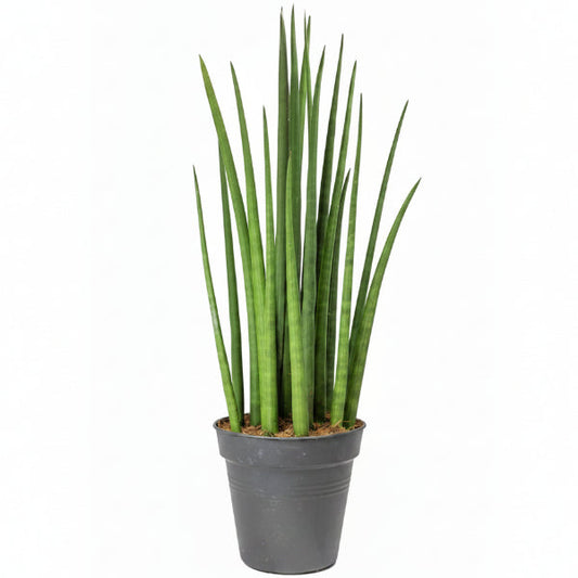 Sansevieria Cylindrica Skyline, Sansevieria Desertii – image 1