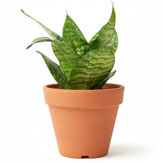 Birds Nest Snake, hahnii, Sansevieria Trifasciata Hahnii – image 2