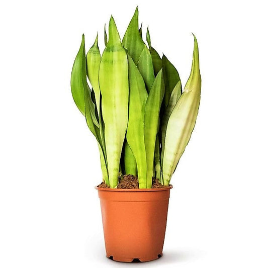 Snake Plant MoonShine, Sansevieria trifasciata – image 1