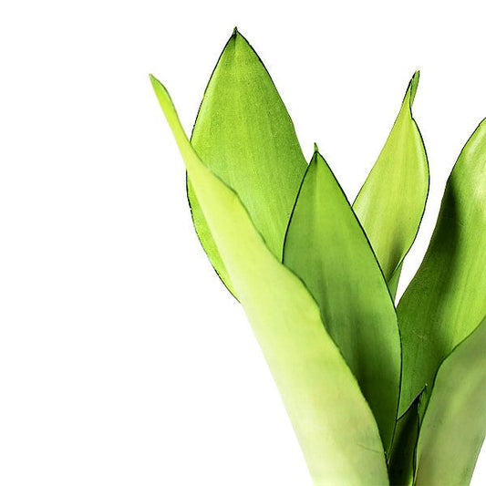 Snake Plant MoonShine, Sansevieria trifasciata – image 2
