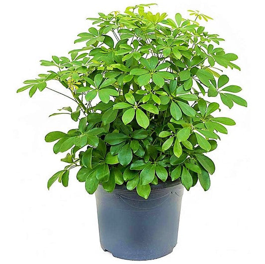 Schefflera Arboricola, Dwarf Umbrella Tree – image 1