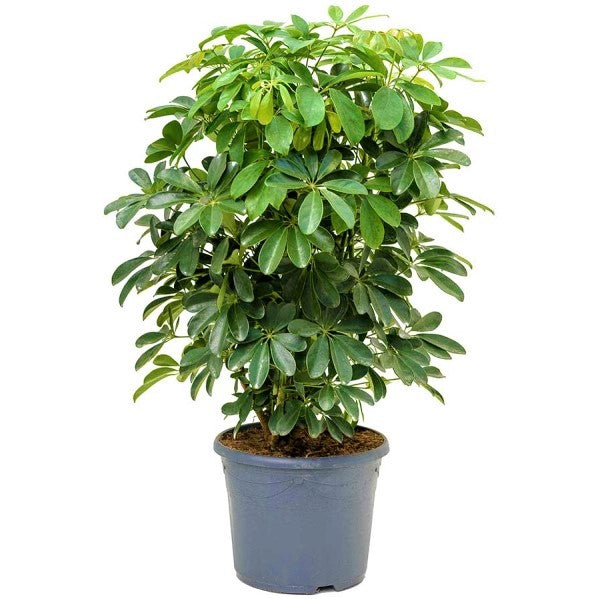Schefflera Arboricola, Dwarf Umbrella Tree – image 3