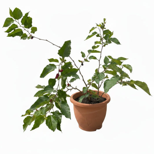 Mulberry Tree, Morus Alba – image 2