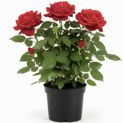 Rose Plant Outdoor – image 4