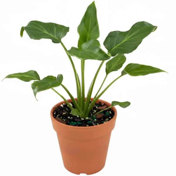 Philodendron xanadu – image 6