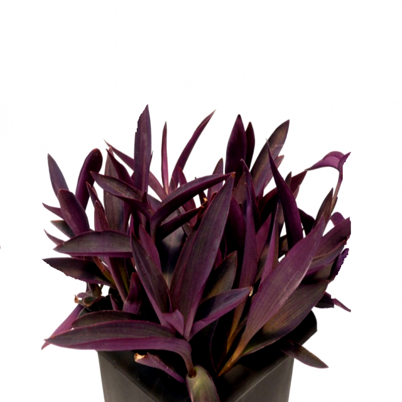 Setcreasea Purpurea, Purple Heart (small) – image 3