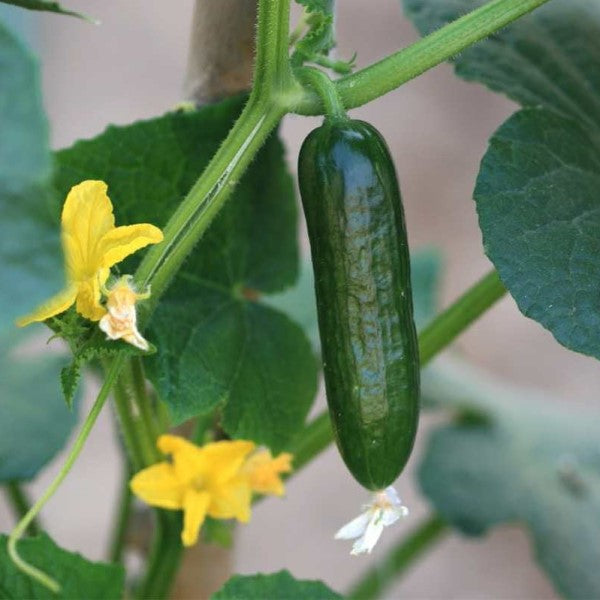 Cucumber Plant – image 2