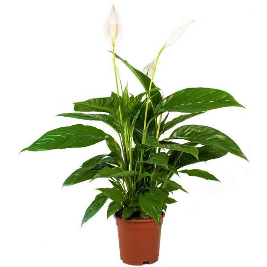 Peace Lily - Spathiphyllum – Green Plants