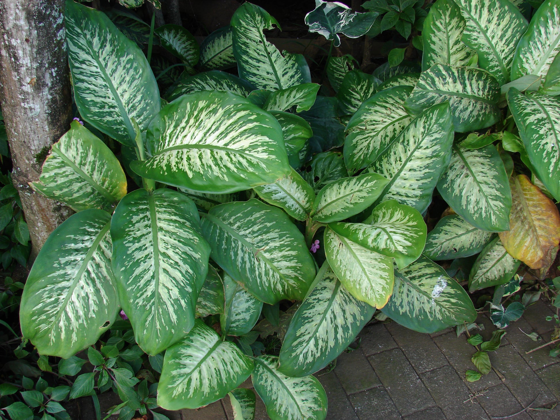 Dieffenbachia Green Magic - Large - Image 4