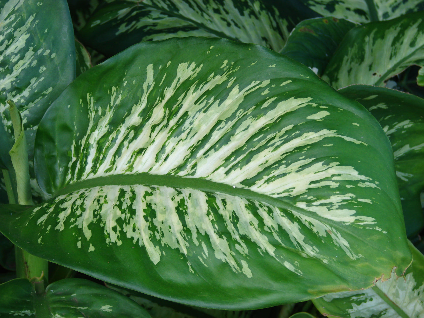Dieffenbachia Green Magic - Large - Image 3