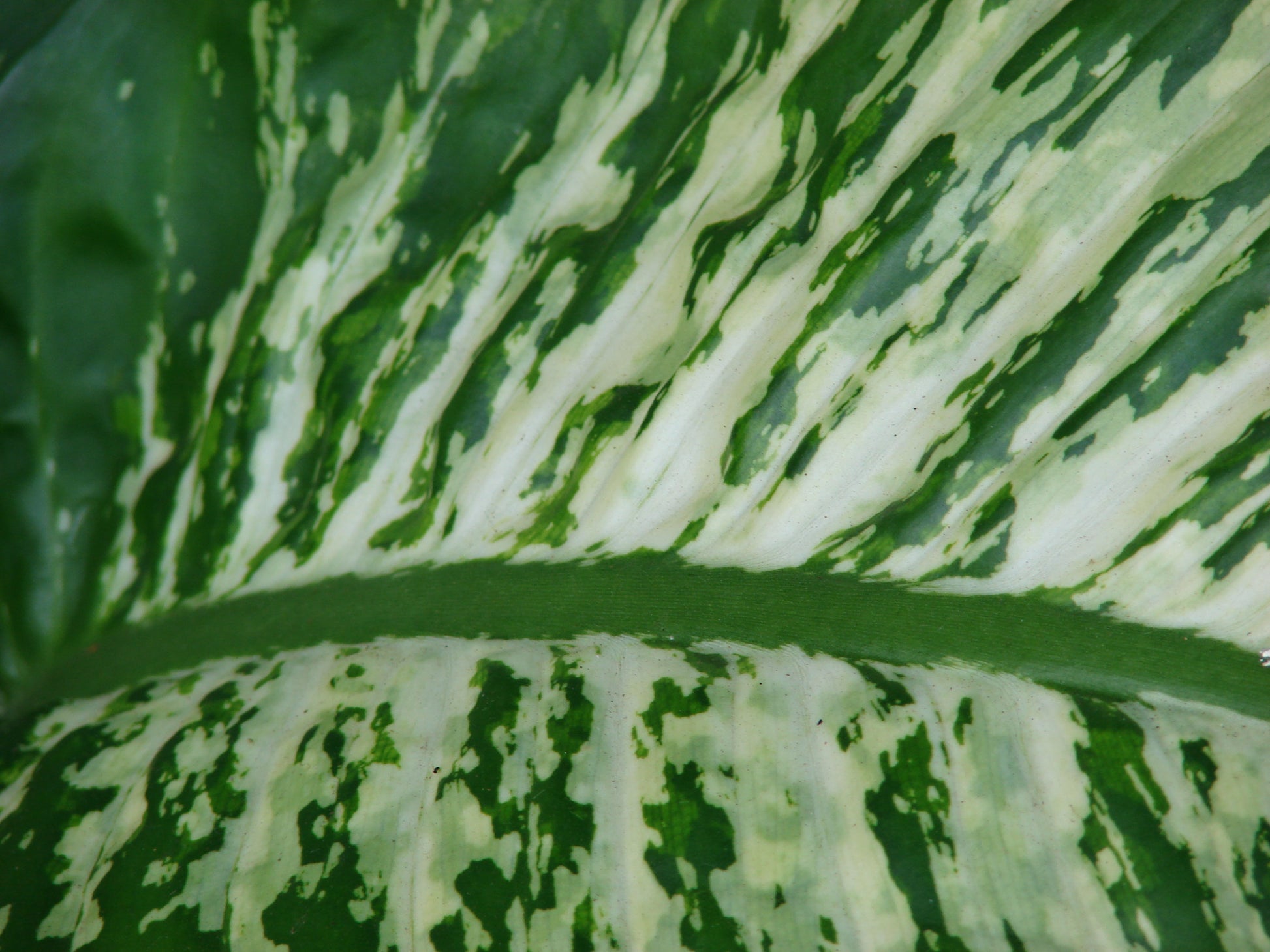 Dieffenbachia Green Magic - Large - Image 5