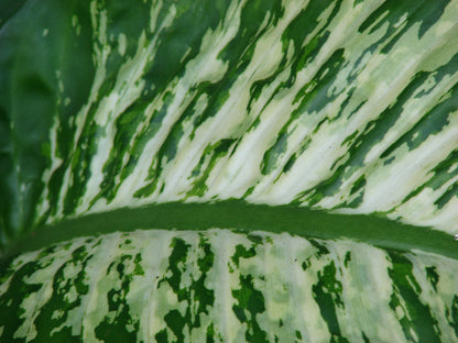 Dieffenbachia Green Magic - Large - Image 5